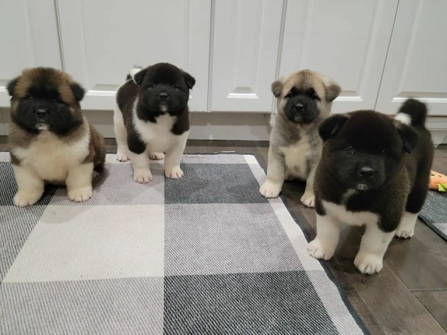 Akita Puppies For Adoption .