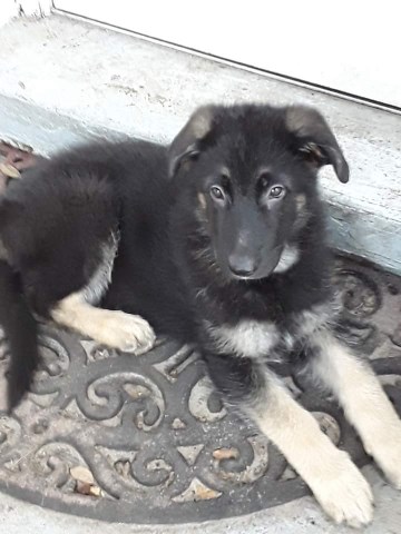 German Shepherd Dog puppy for sale + 59840