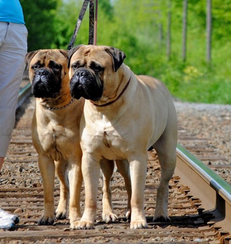 Bullmastiff puppy for sale + 51450