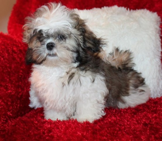 Shih Tzu puppy dog for sale in North Western Cape South Africa