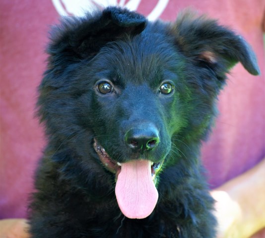 Black Long Coat German Shepherd Male