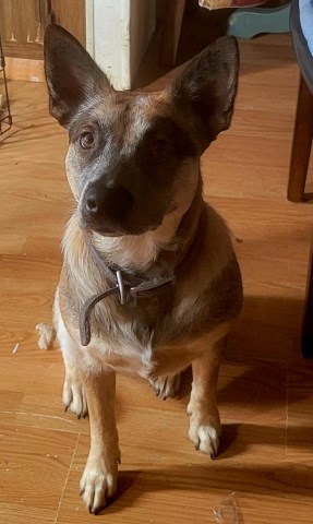 RATATOUILLLE, "TOOEY",  Red Heeler