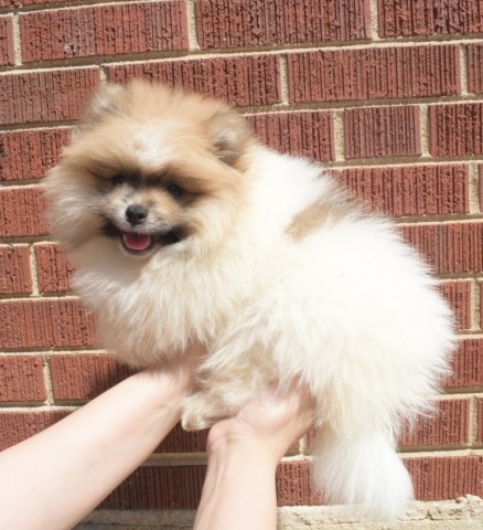 Pomeranian puppy for sale + 61688