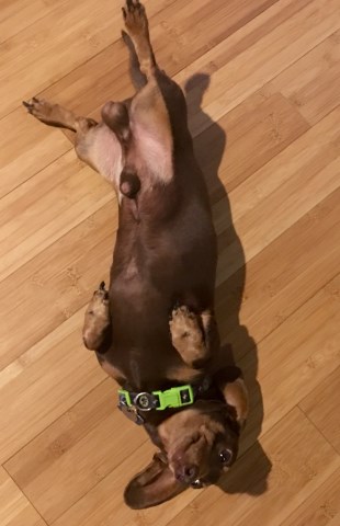 7 year old Dachshund Proven Stud