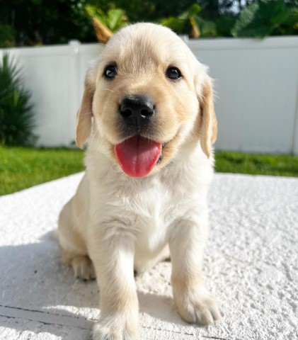 Golden Retriever puppy for sale + 64952