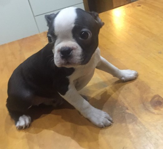 cute Boston terrier for re homing