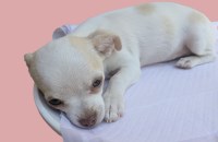 Full AKC Female Chihuahua Chihuahua for sale/adoption