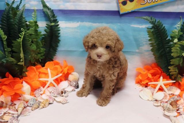 Poodle Toy puppy for sale + 53269