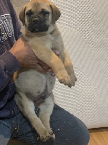 Top quality BullMastiff puppies available now 2024.