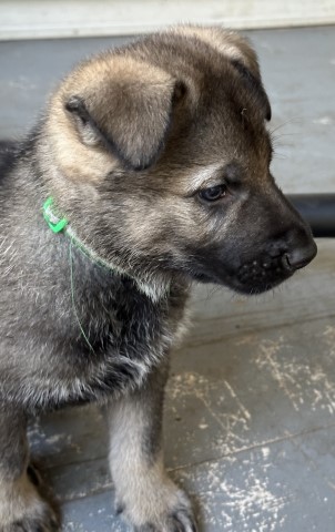 German Shepherd Dog puppy for sale + 66154