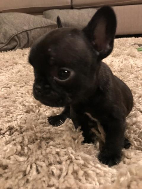 French Bulldog puppy for sale + 50144