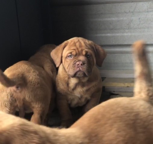 Dogue de Bordeaux puppies for sale