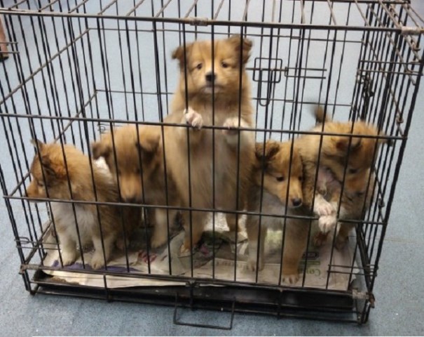 Sheltie Furballs Babies Looking for a Good Home