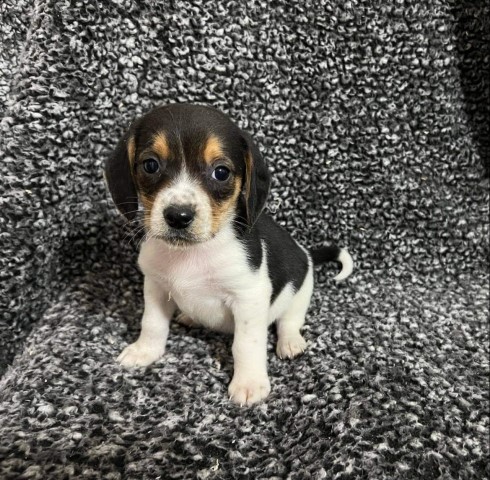 akc beagle female