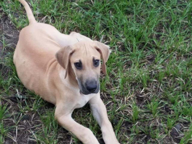 Puppies For Sale Greenville Tx