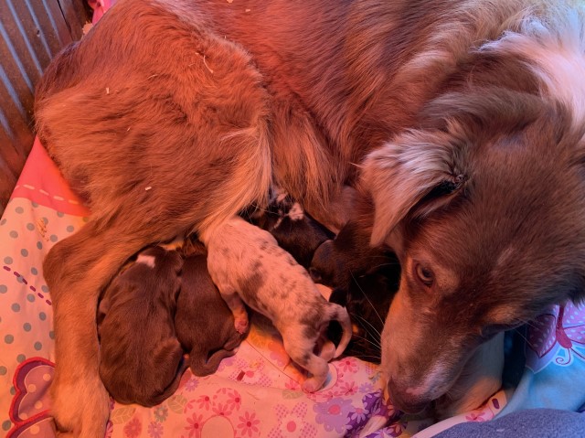 Australian Shepherd pups