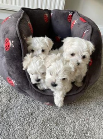 Top Quality  Maltese Puppies