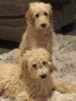 Christmas goldendoodle puppies 13 weeks old two females available Goldendoodle for sale/adoption