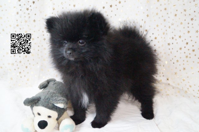 XAVIER: CKC Pomeranian Male Pup