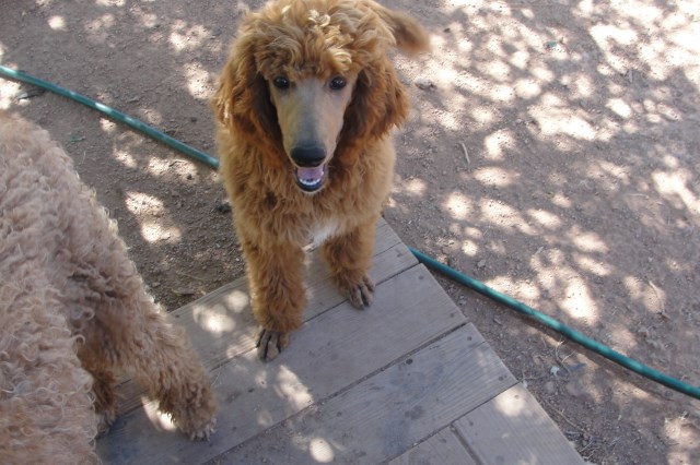 AKC Standard poodle puppies