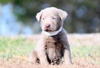 Labrador Retriever thumbnail