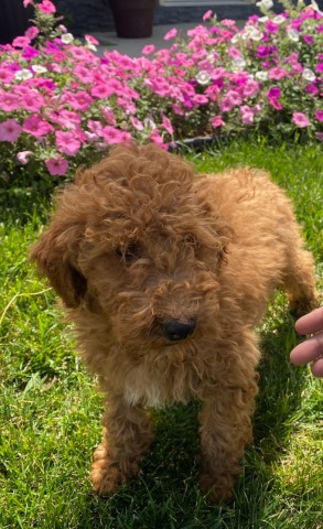 Poodle Miniature puppy for sale + 63640