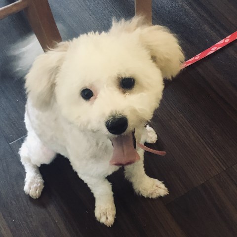 7 month old female Maltipoo
