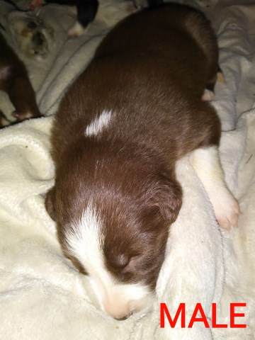 CLEVELAND BORDER COLLIE PUPS FOR SALE