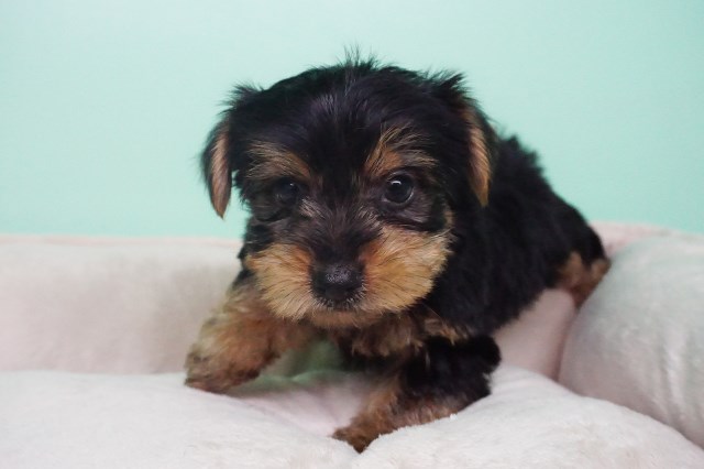 Yorkshire Terrier puppy for sale + 54309