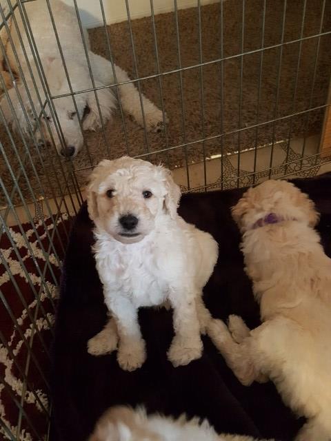 Poodle Standard puppy for sale + 48075