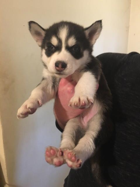 Siberian Husky Puppies