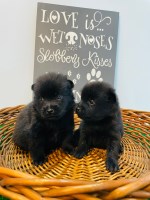 Schipperke Puppies Schipperke for sale/adoption