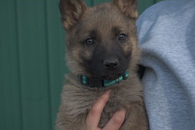German Shepherd Dog puppy for sale + 61786