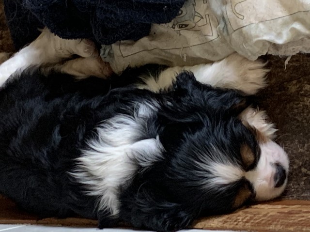 Cavalier King Charles Spaniel puppy for sale + 61525
