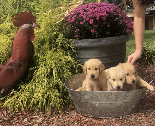 Golden Retriever puppy for sale + 54033