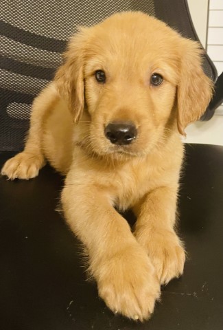 Golden Retriever Puppies Available/Litter