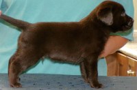 Gorgeous Chocolate pups Labrador Retriever for sale/adoption