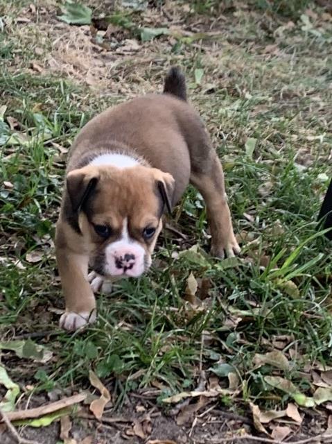 Olde English Bulldogge Puppies