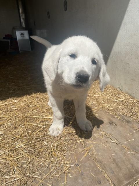 LGD Puppies - Pyr/Anatolian cross