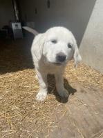LGD Puppies - Pyr/Anatolian cross Great Pyrenees for sale/adoption