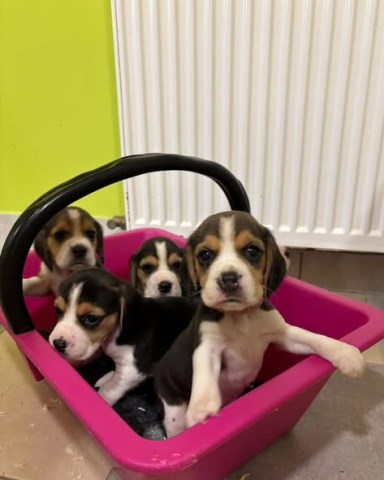 playful Beagle puppies now Ready