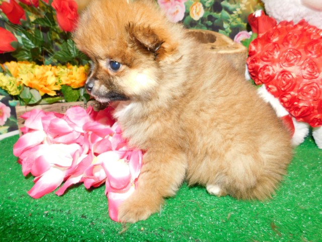 Pomeranian puppy for sale + 63760