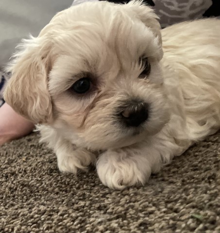 Havanese puppy for sale + 61657