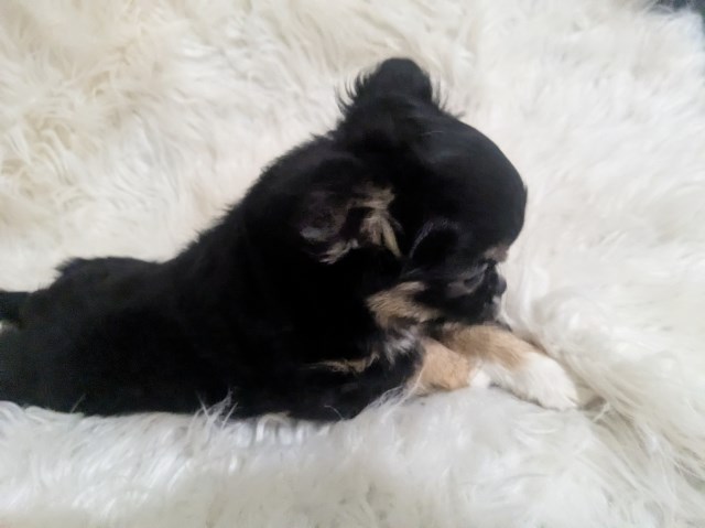 Chihuahua puppy for sale + 66918