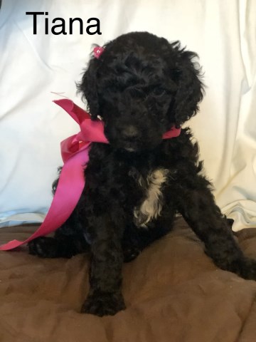 Poodle Standard puppy for sale + 53901