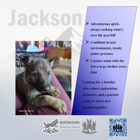 Jackson – Steady Nerve, Strong Bond, Built for Work
