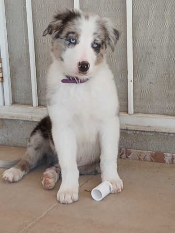 Border Collie puppy for sale + 64861