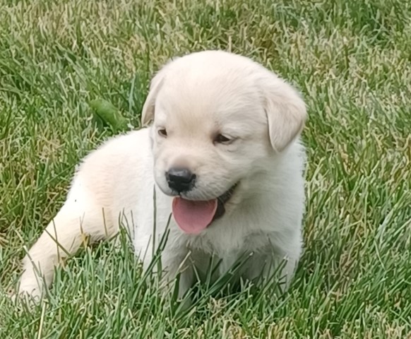 Trained English Labrador Puppies