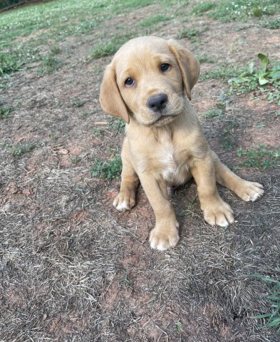 Labrador Retriever puppy for sale + 61861