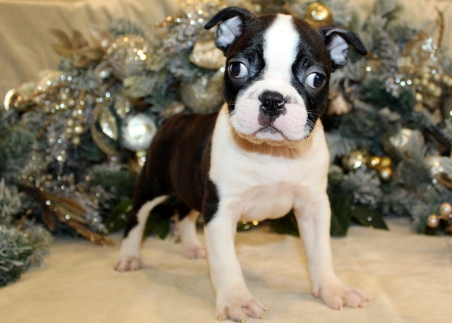 Boston Terrier Puppies, AKC Registered, champion bloodlines